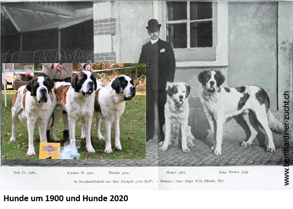 Der Bernhardiner – Daten und Fakten