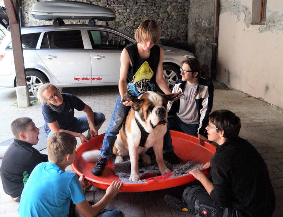 Bernhardiner als Therapiehunde